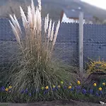 Lupinos Del Sur